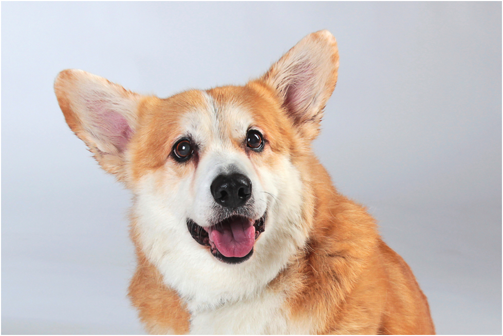 best place to buy pet supplies online